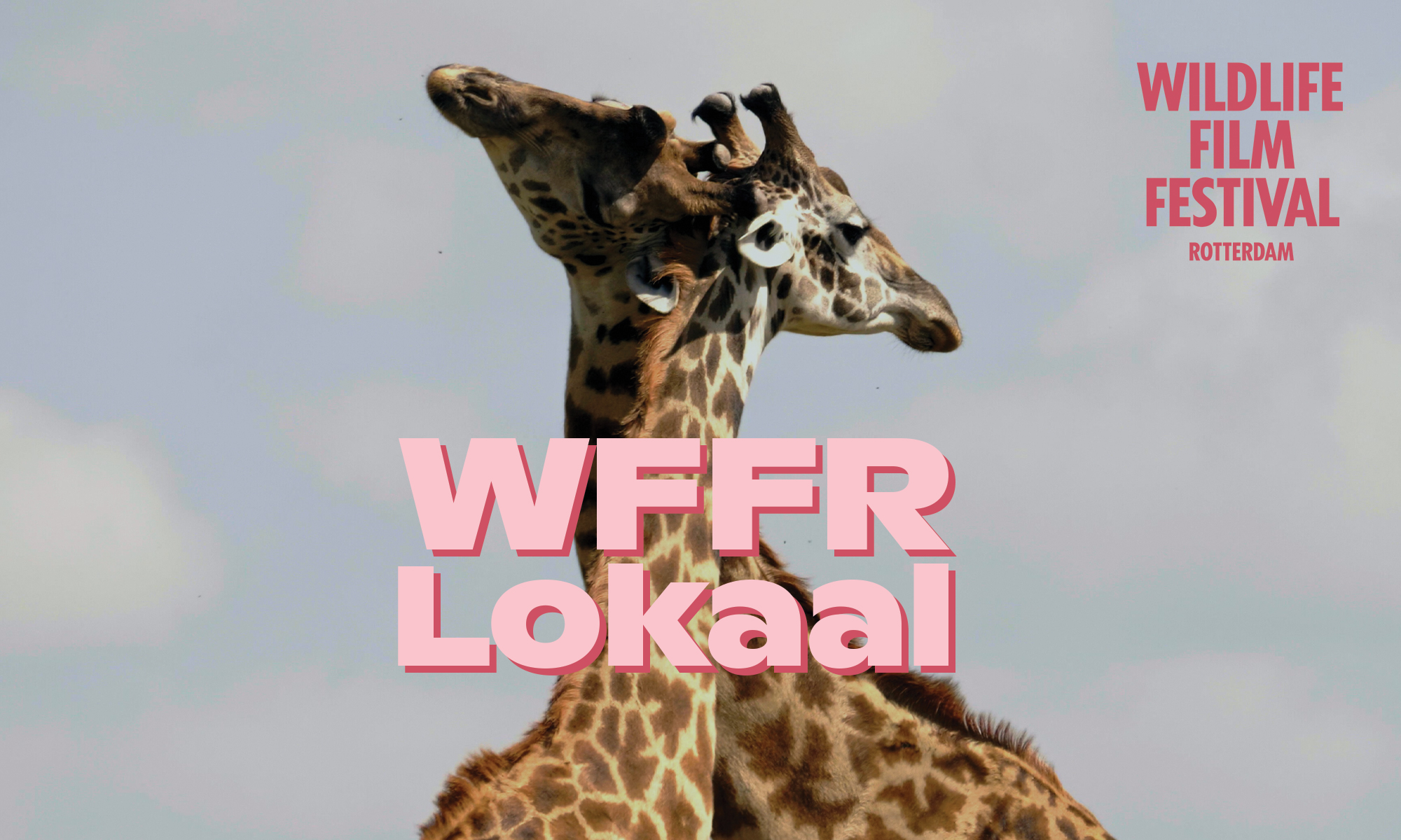 WFFR Lokaal: No shade in the forest