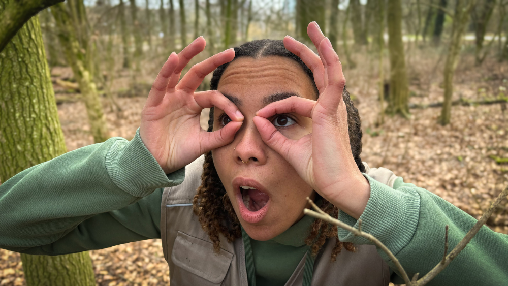 De blauwe kiekendief